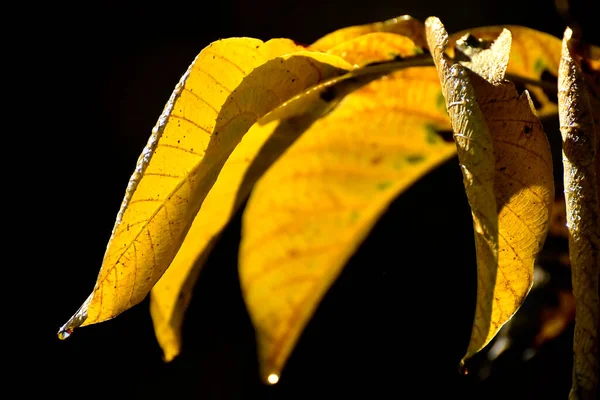Осенние Цветные Листья Подсветке — стоковое фото