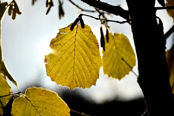 Arka Planda Sonbahar Renkli Yapraklar — Stok fotoğraf