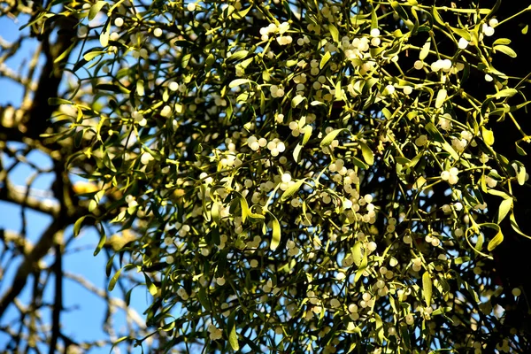 Mistletoe Ripe Berries — Stock Photo, Image