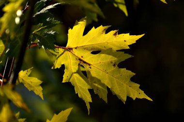 Arka planda sonbahar renkli akçaağaç yaprağı