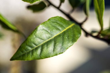 Laurel, beyaz arkaplan ile yakın plan taze yeşil yaprak