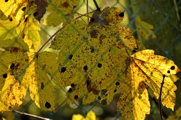 Autumnal Colored Maple Leaves Backlit Fence — Stock Photo, Image