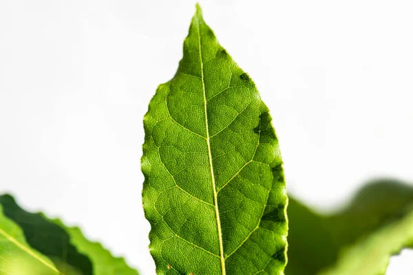 Лаврове Листя Свіжий Зелений Листок Шафі Білим Фоном — стокове фото