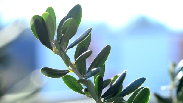 Pohon Zaitun Dengan Daun Hijau — Stok Video