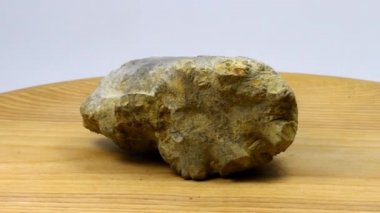 Jurasik ammonit Perilytoceras jurense Bir çevirme masasında iç çekirdek septa