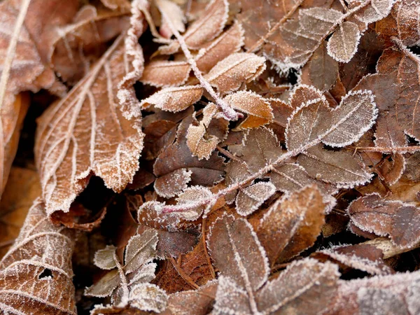 冬季落叶上的冻土 — 图库照片