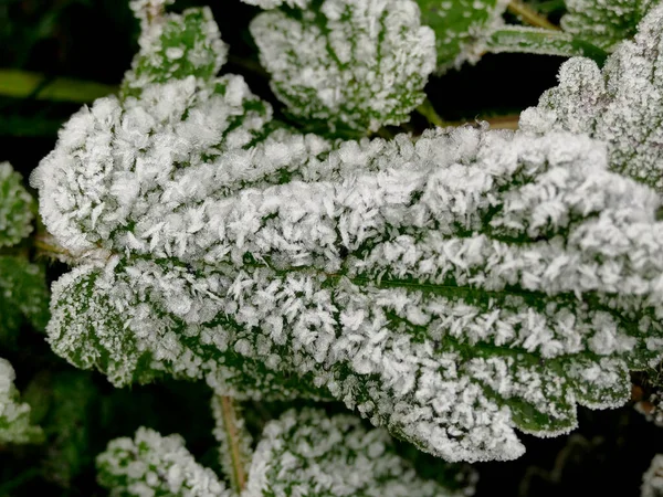 Raureif Auf Einem Blatt Winter — Stockfoto