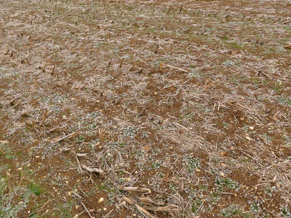 Campo Cosechado Maíz Con Escarcha — Foto de Stock