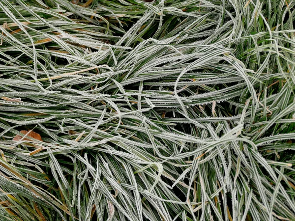 Hoarfrost Grass Winter — Stock Photo, Image