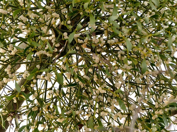 Омелу Фруктовом Дереве Зимой Спелыми Ягодами — стоковое фото