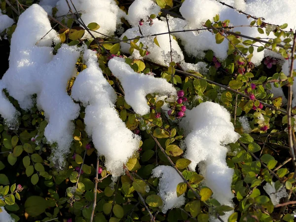 Gorra Nieve Cotoneaster Invierno — Foto de Stock