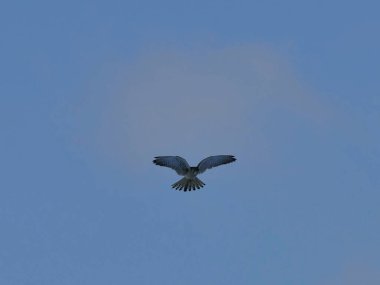 Şahin havada duruyor.