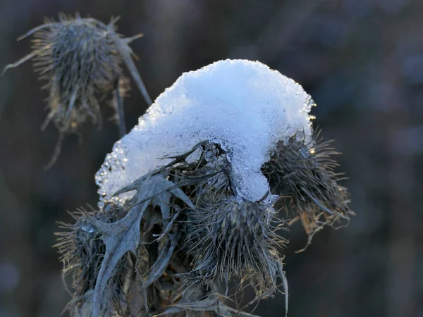德国冬季头戴雪帽的布洛克 — 图库照片
