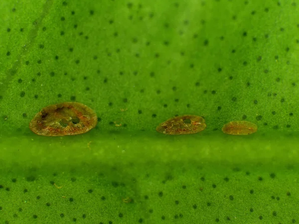 Scale Insects Green Leaf — Stock Photo, Image