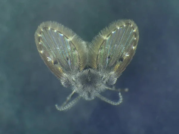 Drain Fliege Einem Makroschuss — Stockfoto