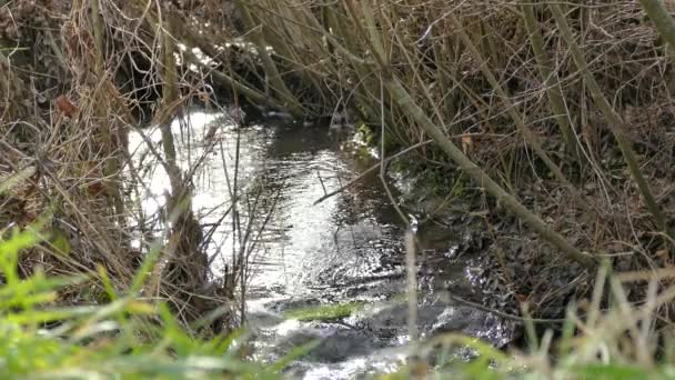 Piccolo Torrente Con Flusso Acqua Vivace Fine Inverno — Video Stock