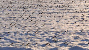 Almanya 'da karlı sakal tarlası