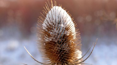 Kar şapkalı çaydanlık