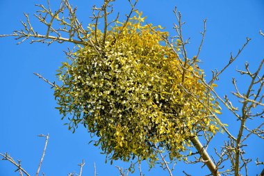 Almanya 'da kışın olgun böğürtlenlerle ökseotu