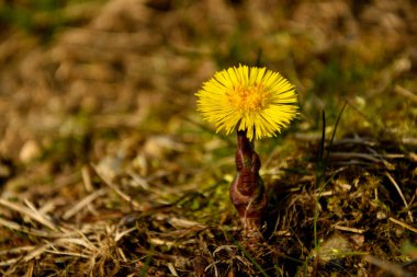 Coltsfoot, ilkbaharda çiçekli şifalı bitki.