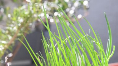 Chive, bahar melteminde taze yapraklı bitki.