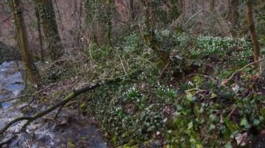 Kar Tanesi, Autal 'da ilkbahar çiçeği, Kötü Ueberkingen, Almanya