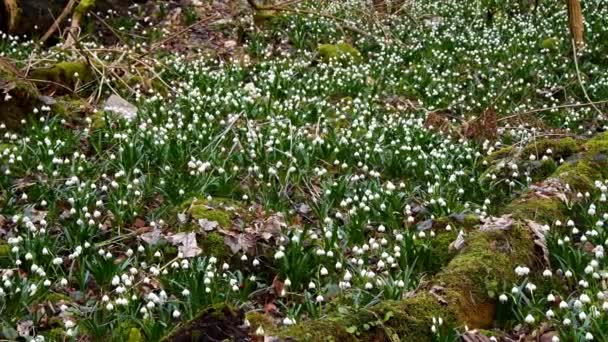 Copo Nieve Flor Primavera Temprana Autal Bad Ueberkingen Alemania — Vídeo de stock