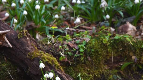 Copo Nieve Flor Primavera Temprana Autal Bad Ueberkingen Alemania — Vídeo de stock