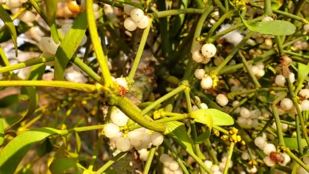 Muérdago Bayas Maduras Árbol Primavera Alemania — Vídeos de Stock