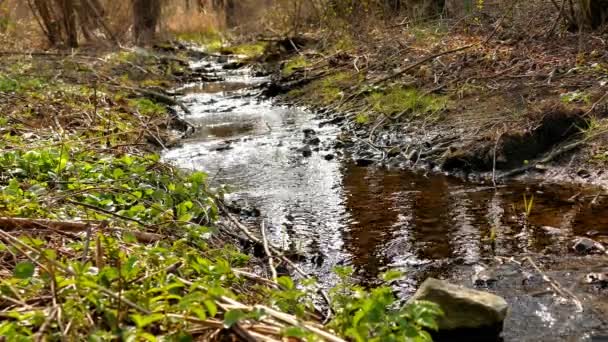 Creek Een Duits Bos Zacht Lentelicht — Stockvideo