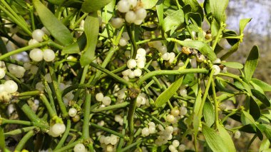 Olgun meyveli ökseotu