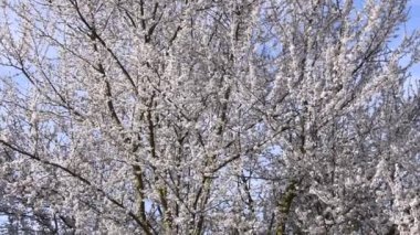 İlkbaharda Almanya 'da çiçek açan yaban Mirabelle erik ağacı
