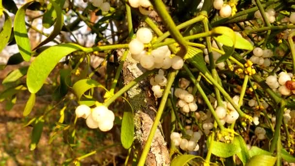 Mistletoe Medicinal Plant Berries Closeup Camera Drive — Stock Video