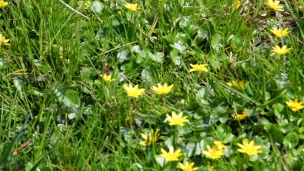 Prairie Avec Beaucoup Fleurs Pilewort Printemps — Video