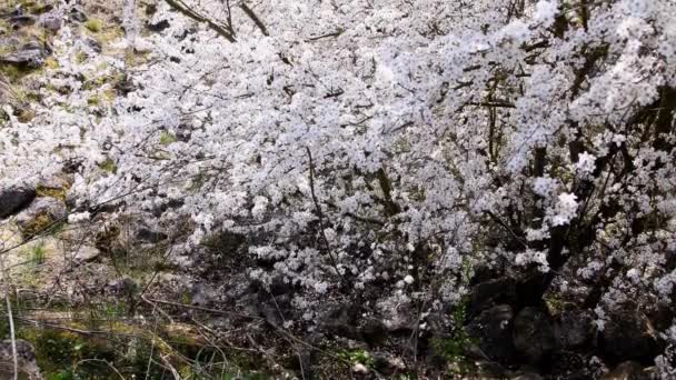 Flor Espino Negro Primavera Alemania — Vídeos de Stock