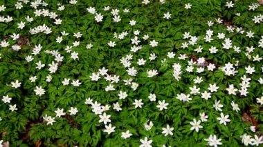 Almanya 'da bir ormanda ilkbaharda Anemone, kameralı çiçekler