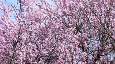 Japanese Cherry blossom in spring in Germany with camera drive