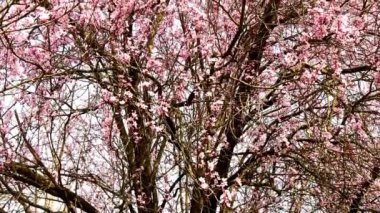 Japanese Cherry blossom in spring in Germany with camera drive