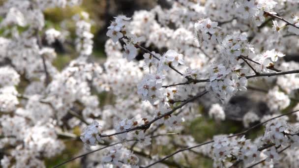 春にドイツで花を咲かせます — ストック動画