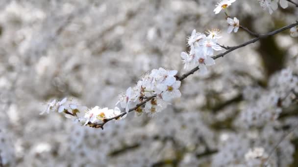 Flor Espino Negro Primavera Alemania — Vídeos de Stock