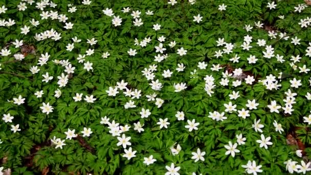 Anémona Primavera Bosque Alemania Flores Con Rastreo Cámara — Vídeo de stock