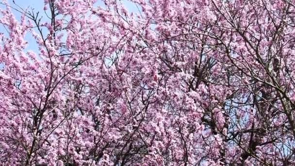Japanese Cherry Blossom Spring Germany Camera Drive — 비디오