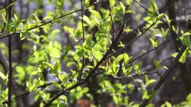 İlkbaharda ormandaki ilk sulu, yeşil yapraklar