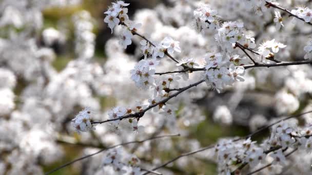 Wilder Mirabellen Pflaumenbaum Mit Blüte Frühling Deutschland — Stockvideo