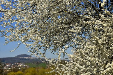 Ünlü Alman tepesi Hohenstaufen ile İlkbaharda Vahşi Mirabelle Çiçeği