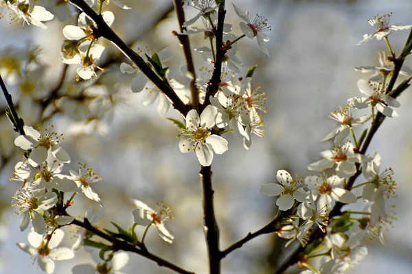 Wild Mirabelle Blossom Springtime — Stock Photo, Image