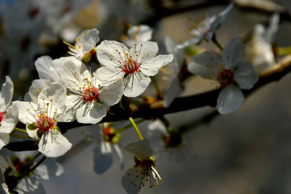 Dziki Kwiat Mirabelle Wiosną — Zdjęcie stockowe