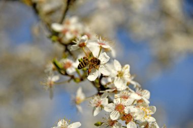 Bahar mevsiminde yabani Mirabelle çiçeğinin üzerinde bal arısı