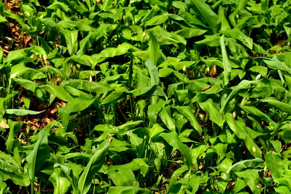 Ajo Silvestre Bosque Alemán —  Fotos de Stock