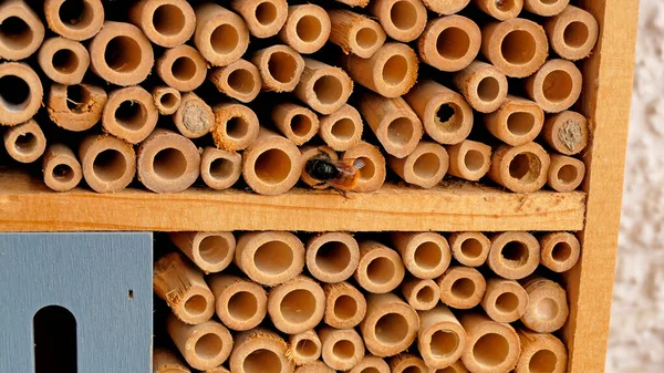 Orkide Arısı Almanya Bir Böcek Otelinde Yavrularını Kapatıyor — Stok fotoğraf